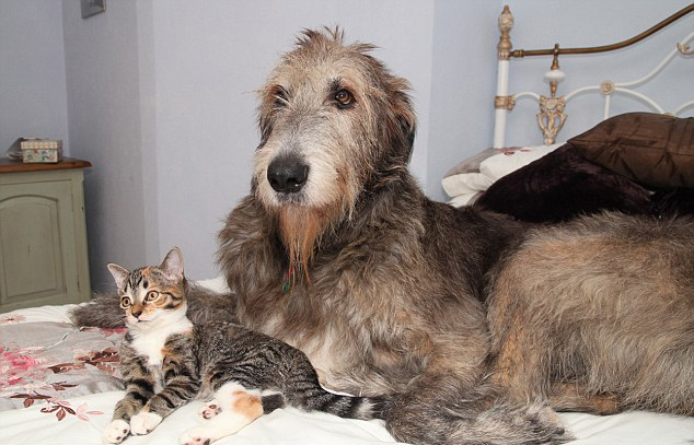 Kutyusnak hiszi magát az árva kiscica Kutyusnak hiszi magát az árva kiscica