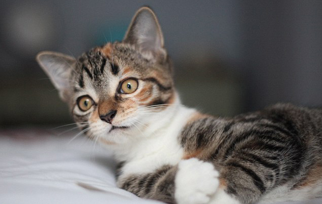 Kutyusnak hiszi magát az árva kiscica Kutyusnak hiszi magát az árva kiscica