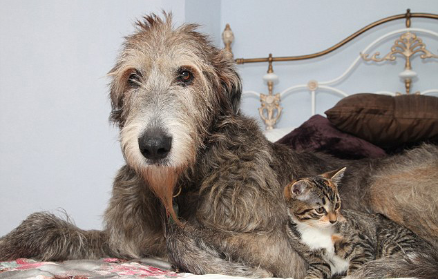 Kutyusnak hiszi magát az árva kiscica Kutyusnak hiszi magát az árva kiscica