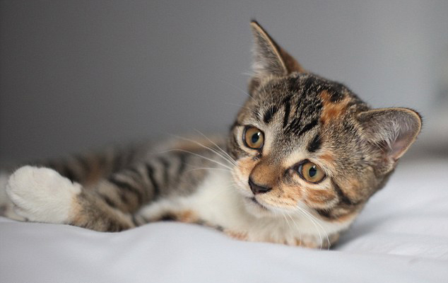 Kutyusnak hiszi magát az árva kiscica Kutyusnak hiszi magát az árva kiscica