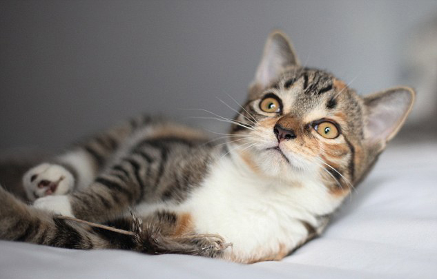 Kutyusnak hiszi magát az árva kiscica Kutyusnak hiszi magát az árva kiscica