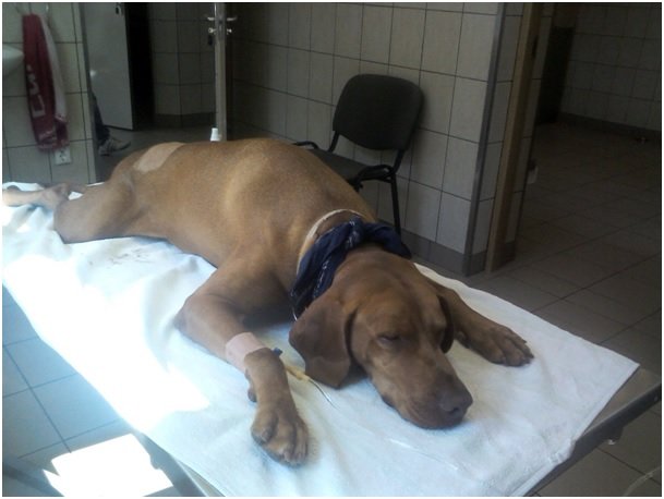 Egy kutya csatája a halálos kórral