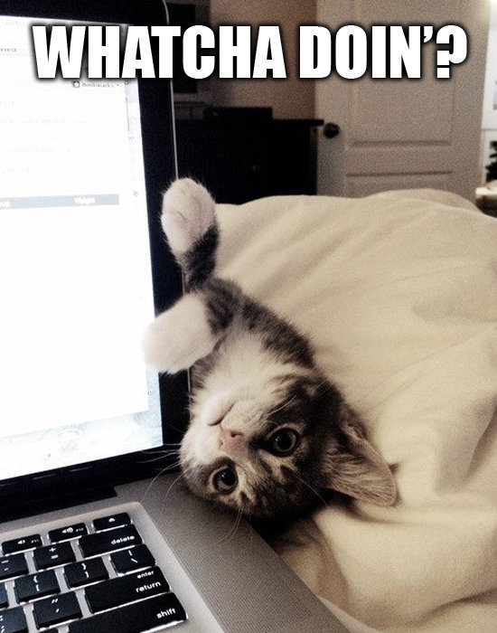 Te ellent tudnál állni nekik? - fotók cuki állatokról