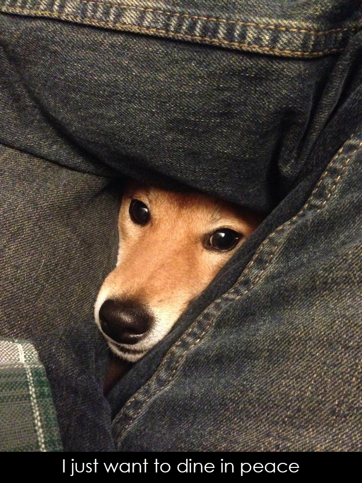 Te ellent tudnál állni nekik? - fotók cuki állatokról