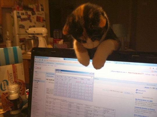 Te ellent tudnál állni nekik? - fotók cuki állatokról