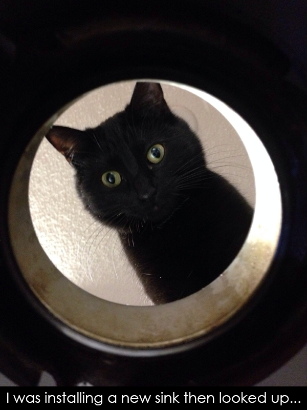 Te ellent tudnál állni nekik? - fotók cuki állatokról