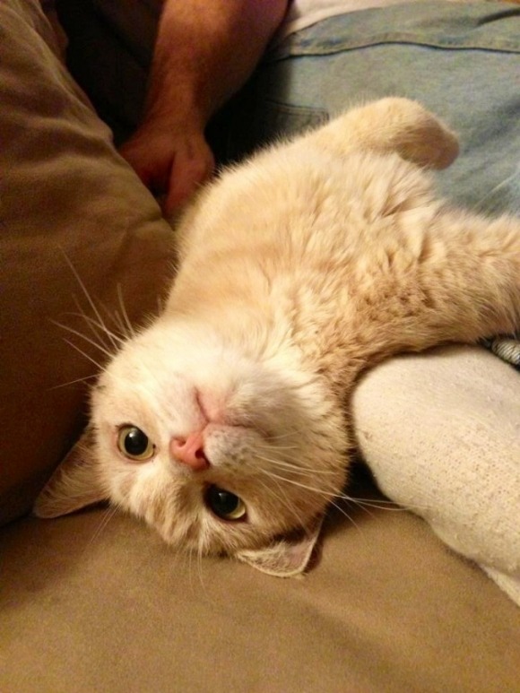 Te ellent tudnál állni nekik? - fotók cuki állatokról