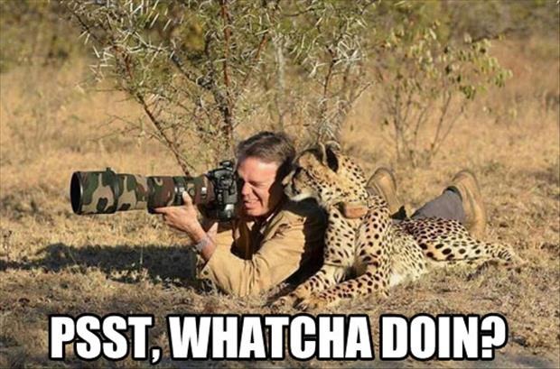 Te ellent tudnál állni nekik? - fotók cuki állatokról