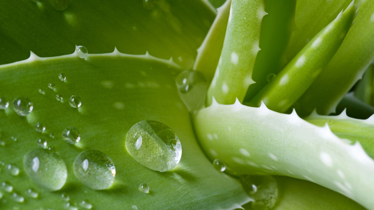 A természet gyógyító ereje, amire a bőrödnek szüksége van!