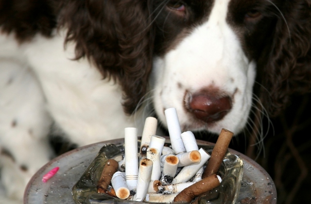 A cigi a házi kedvenceket is megöli