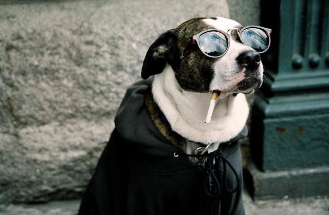 A cigi a házi kedvenceket is megöli