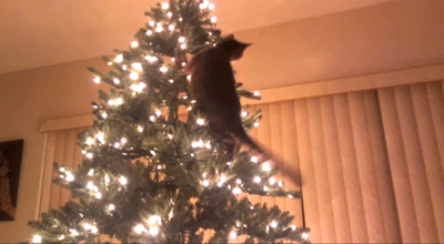 6 háziállat, aki tönkrevágta a karácsonyi dekorációt - fotók