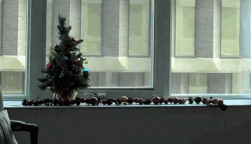 6 háziállat, aki tönkrevágta a karácsonyi dekorációt - fotók