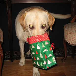 6 háziállat, aki tönkrevágta a karácsonyi dekorációt - fotók