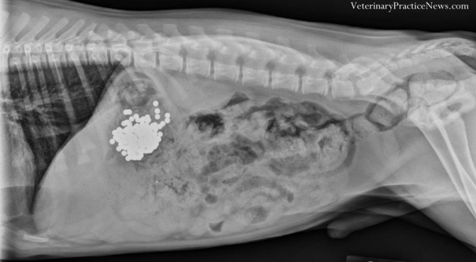 Drágám, a kutya megette az aprót! Meglepő röntgenképek állatorvosoktól