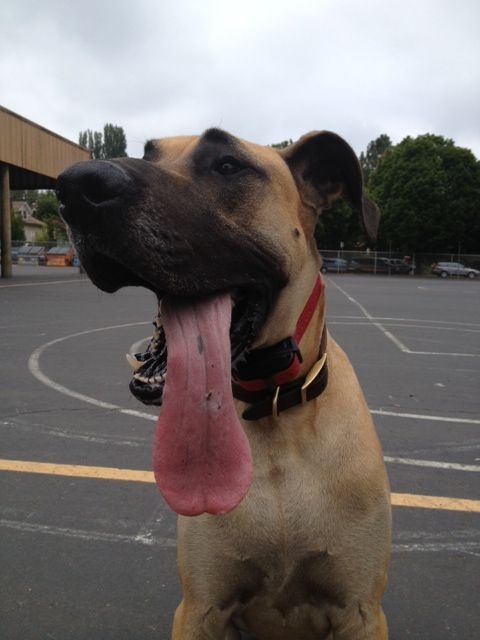 Drágám, a kutya megette az aprót! Meglepő röntgenképek állatorvosoktól