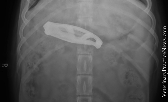 Drágám, a kutya megette az aprót! Meglepő röntgenképek állatorvosoktól