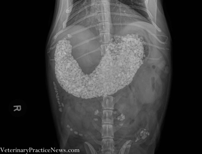 Drágám, a kutya megette az aprót! Meglepő röntgenképek állatorvosoktól