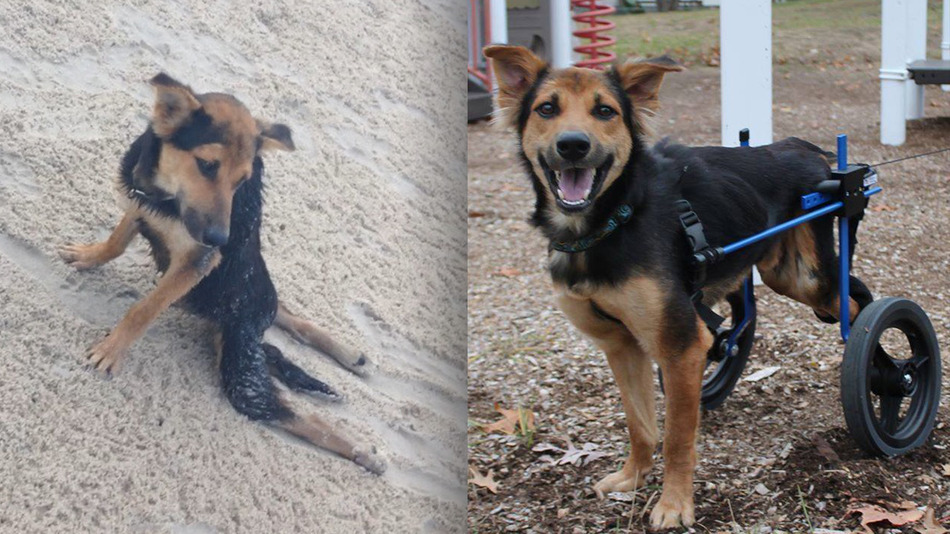 Megmentették a lebénult kutyust - megható fotó