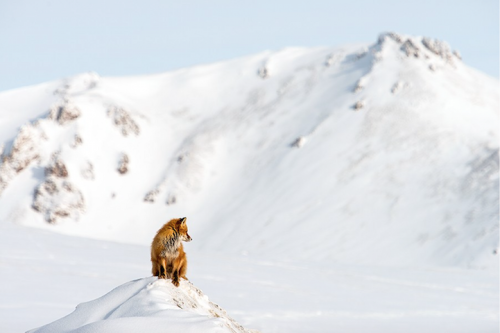 Lélegzetelállító téli rókás képeket készített egy fotós