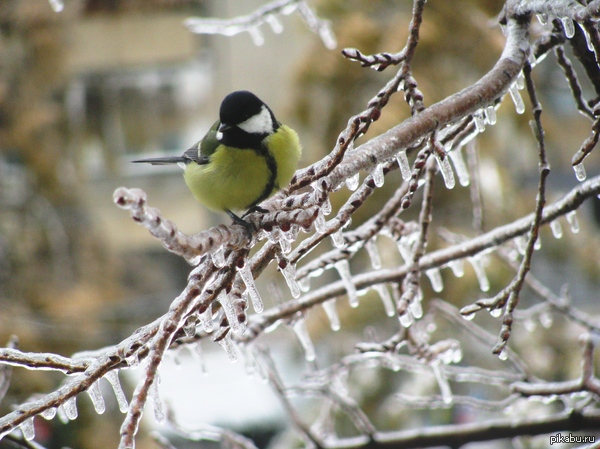 Így néz ki, amikor átveszi az uralmat a jég Így néz ki, amikor átveszi az uralmat a jég