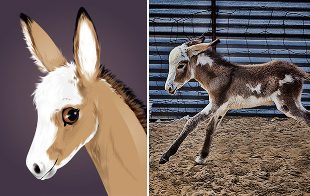 Az állatok személyiségét rajzolja meg egy művész - galéria