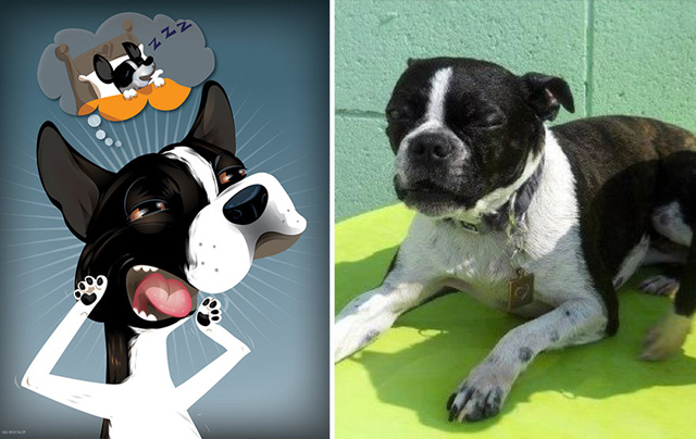 Az állatok személyiségét rajzolja meg egy művész - galéria