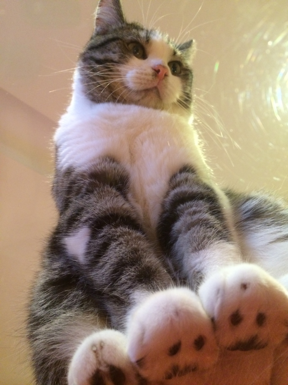 13 vicces fotó a macskákról 13 vicces fotó a macskákról