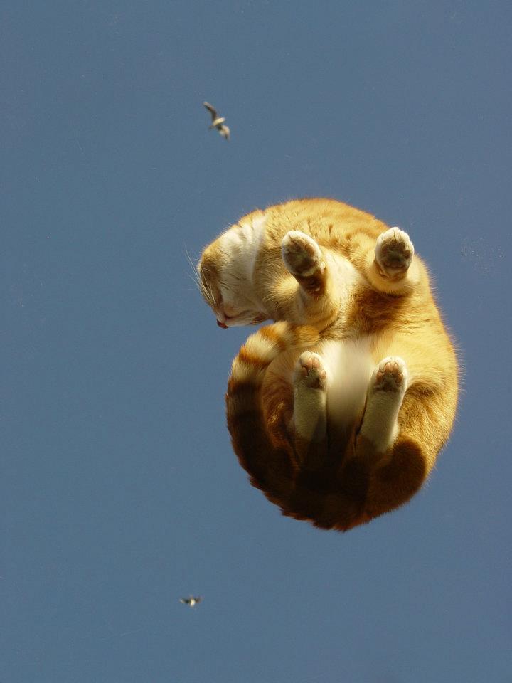 13 vicces fotó a macskákról 13 vicces fotó a macskákról