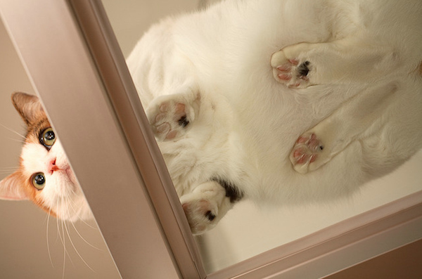 13 vicces fotó a macskákról 13 vicces fotó a macskákról