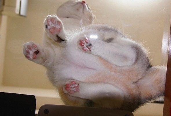 13 vicces fotó a macskákról 13 vicces fotó a macskákról