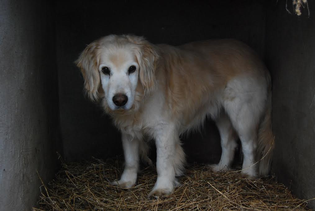 Athos még reménykedik, hogy új otthonra talál