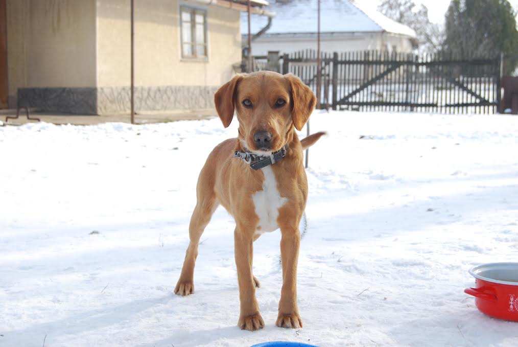 Willy is csomagolna már