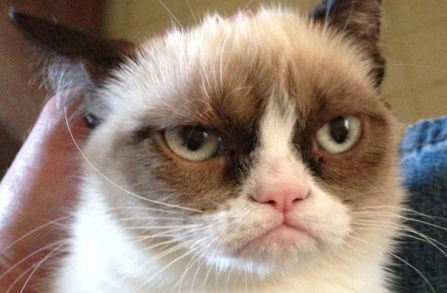 25 milliárdot keresett a morcos macska 