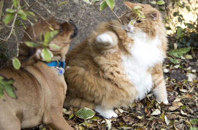 Edzőt kapott a kövér macska Edzőt kapott a kövér macska