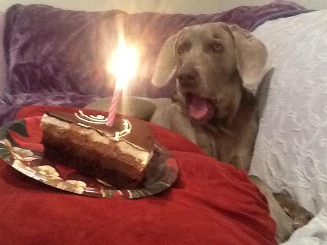 10 cuki fotó a születésnapjukat ünneplő állatokról 