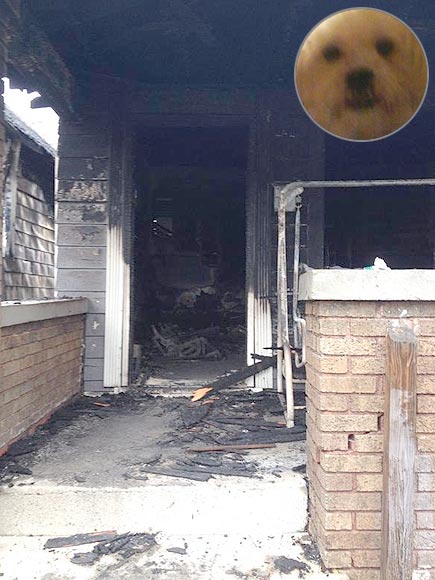 7 ember életét mentette meg a hős kutya 