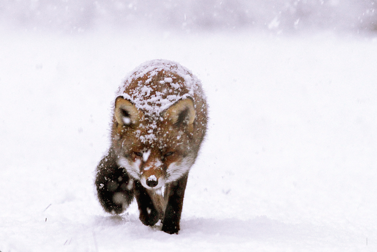 Csodás természet fotók egy vörös rókáról