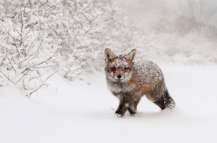 Csodás természet fotók egy vörös rókáról
