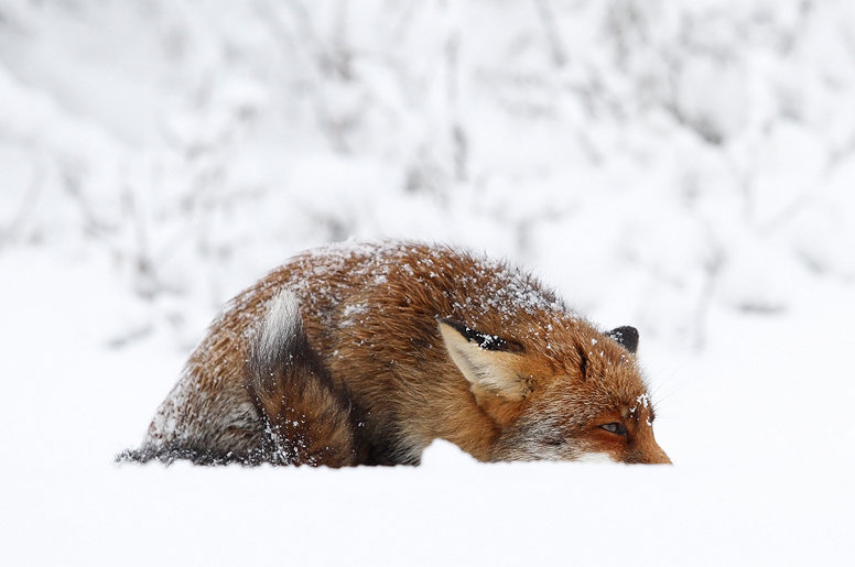 Csodás természet fotók egy vörös rókáról