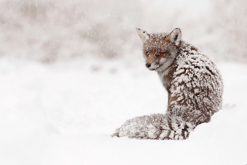 Csodás természet fotók egy vörös rókáról
