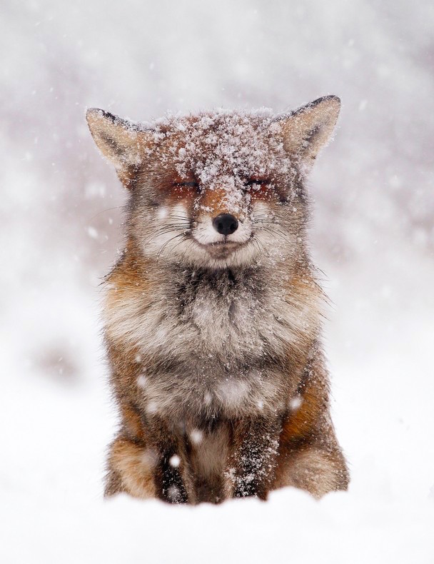 Csodás természet fotók egy vörös rókáról