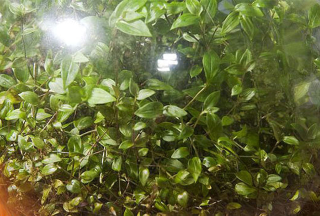 Nem kell locsolni, mégis zöldell az élő minikert