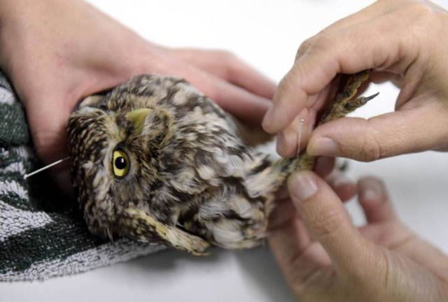 Akupunktúrával gyógyul a beteg bagoly