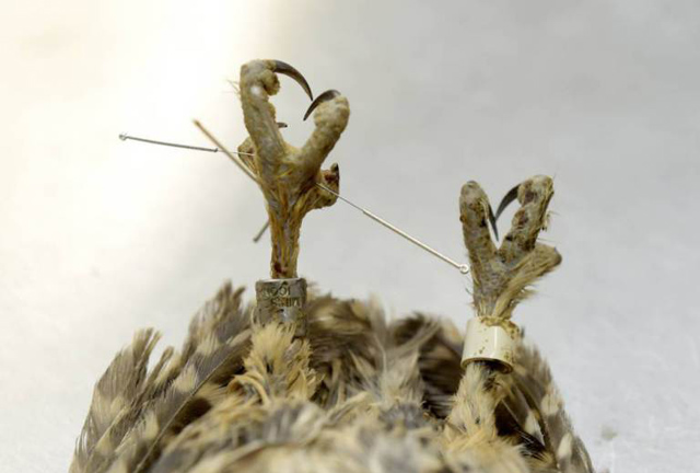 Akupunktúrával gyógyul a beteg bagoly