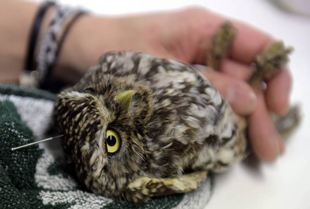 Akupunktúrával gyógyul a beteg bagoly