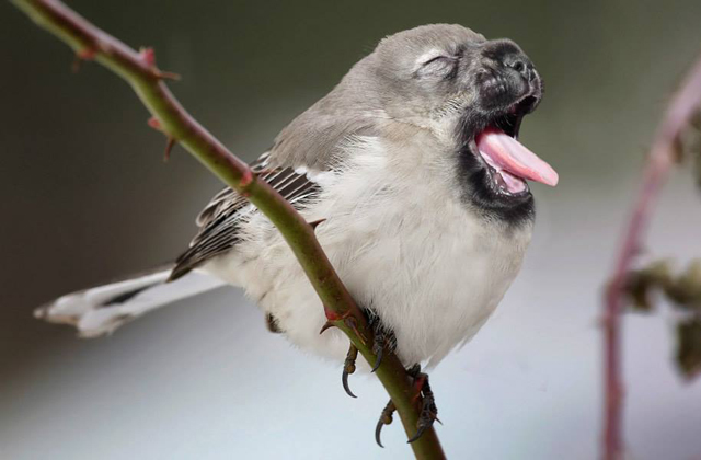 Nem létező állatokat kreál egy nő - fotók