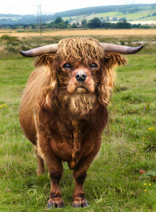 Nem létező állatokat kreál egy nő - fotók