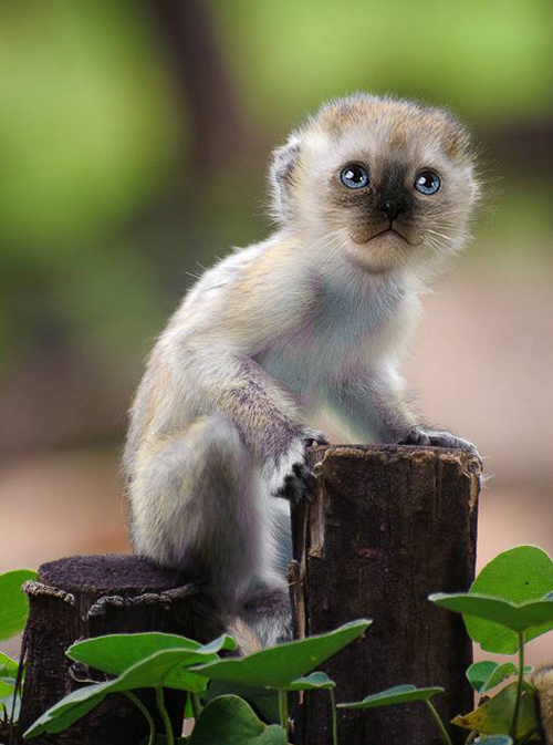 Nem létező állatokat kreál egy nő - fotók Nem létező állatokat kreál egy nő - fotók