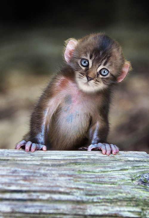 Nem létező állatokat kreál egy nő - fotók Nem létező állatokat kreál egy nő - fotók